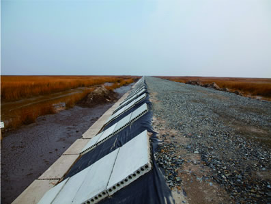 崇明互花米草生態控制工程